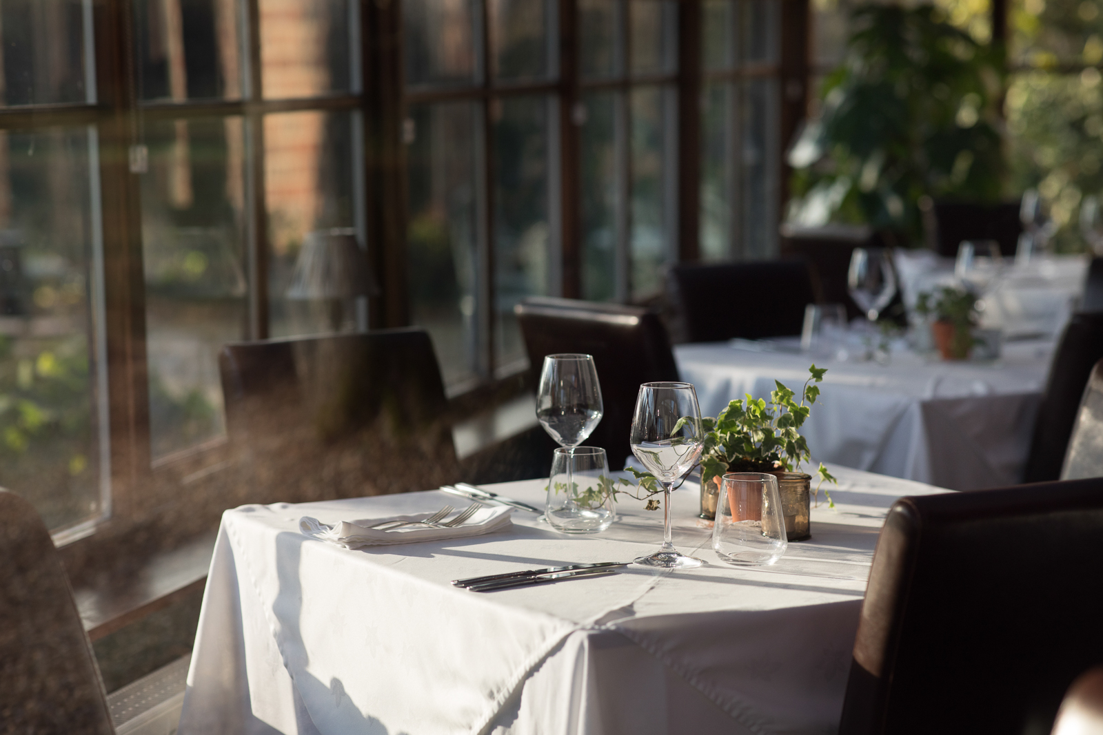 The Feather and Beak